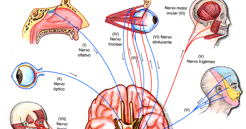 NERVOS CRANIANOS